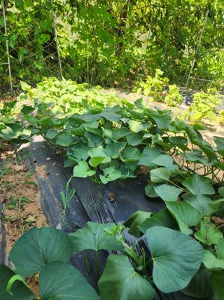 김영옥님의 블루베리 · 영농일지 작성글 사진