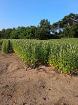 팜모닝 기타작물·영농일지 게시글 이미지