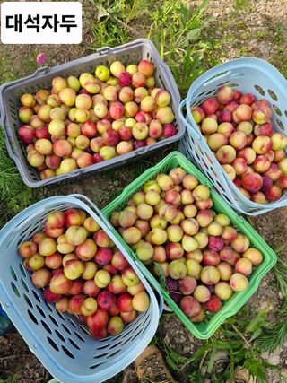 낙엽교목류21691님의 기타작물 · 영농일지 작성글 사진