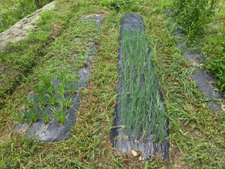 강호지인님의 기타작물 · 영농일지 작성글 사진