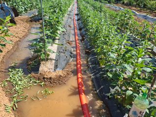 체리123님의 참깨 · 영농일지 작성글 사진