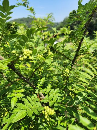 김재현님의 기타작물 · 영농일지 작성글 사진