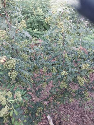 섬진강님의 기타작물 · 영농일지 작성글 사진