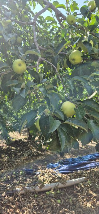 강성분님의 사과 · 영농일지 작성글 사진