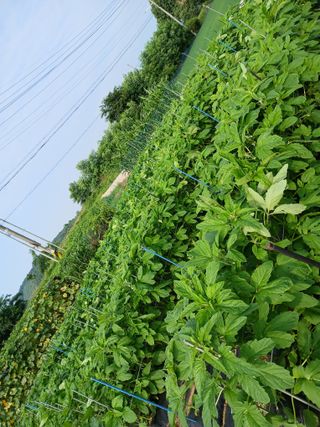 백영호님의 참깨 · 영농일지 작성글 사진