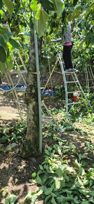 강성분님의 사과 · 영농일지 작성글 사진