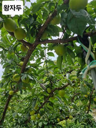 낙엽교목류21691님의 기타작물 · 영농일지 작성글 사진