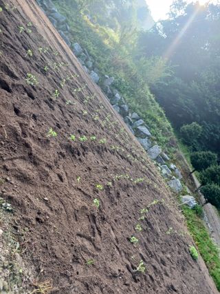 옥수수7772님의 기타작물 · 영농일지 작성글 사진