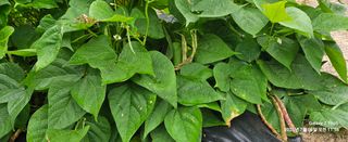 장두원님의 기타작물 · 영농일지 작성글 사진