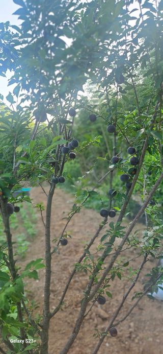 최갑수 님의 기타작물 · 영농일지 작성글 사진