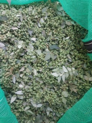 섬진강님의 기타작물 · 영농일지 작성글 사진