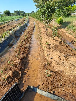 체리123님의 참깨 · 영농일지 작성글 사진