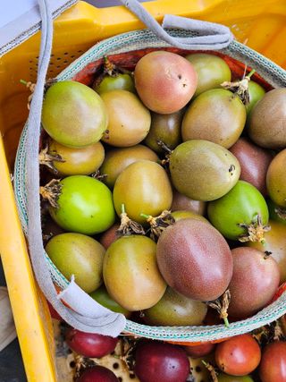 박미라님의 기타작물 · 영농일지 작성글 사진