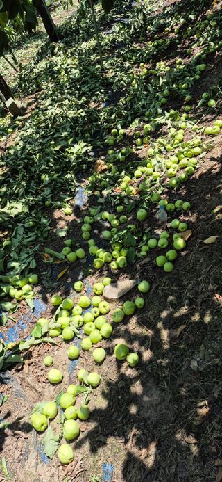 강성분님의 사과 · 영농일지 작성글 사진