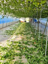 팜모닝 기타작물·영농일지 게시글 이미지