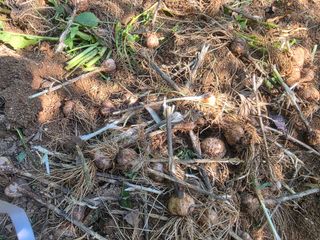 땍은이님의 블루베리 · 영농일지 작성글 사진