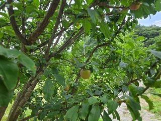 강호지인님의 기타작물 · 영농일지 작성글 사진