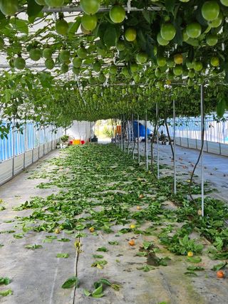 박미라님의 기타작물 · 영농일지 작성글 사진