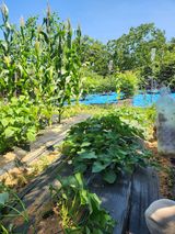 팜모닝 블루베리·영농일지 게시글 이미지