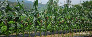 장두원님의 기타작물 · 영농일지 작성글 사진