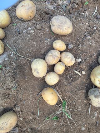 땍은이님의 블루베리 · 영농일지 작성글 사진