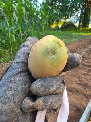 땍은이님의 블루베리 · 영농일지 작성글 사진