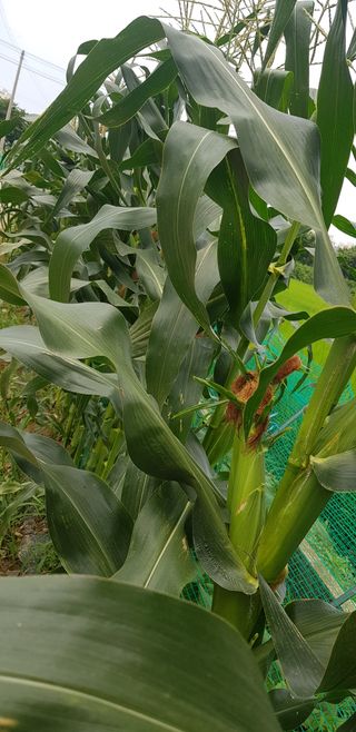 수원농군님의 기타작물 · 영농일지 작성글 사진