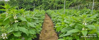 장두원님의 기타작물 · 영농일지 작성글 사진