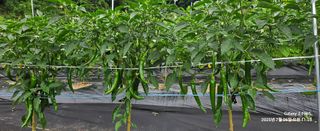 장두원님의 기타작물 · 영농일지 작성글 사진