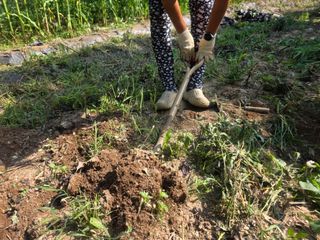 땍은이님의 블루베리 · 영농일지 작성글 사진
