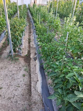 양파15542님의 기타작물 · 영농일지 작성글 사진