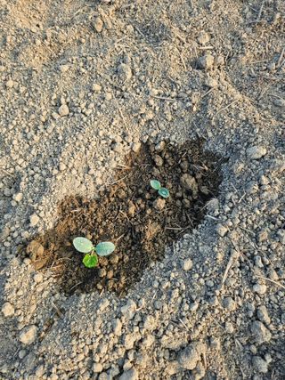 박원봉님의 호박 · 영농일지 작성글 사진