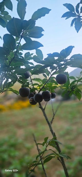 최갑수 님의 기타작물 · 영농일지 작성글 사진