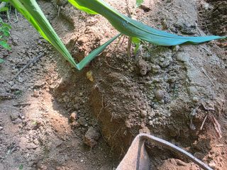 땍은이님의 블루베리 · 영농일지 작성글 사진