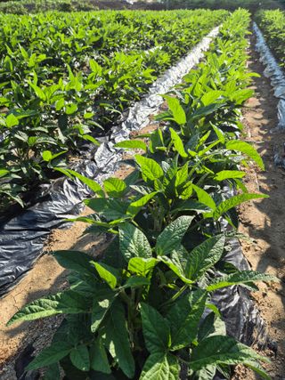 신재경님의 콩 · 영농일지 작성글 사진