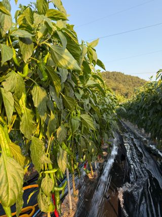 김지환님의 고추 · 영농일지 작성글 사진