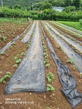 팜모닝 고구마·영농일지 게시글 이미지