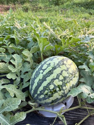 김지환님의 고추 · 영농일지 작성글 사진