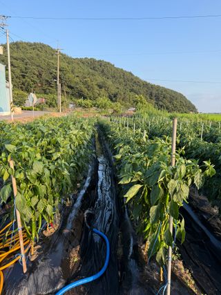 김지환님의 고추 · 영농일지 작성글 사진