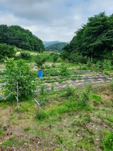 팜모닝 고구마·영농일지 게시글 이미지