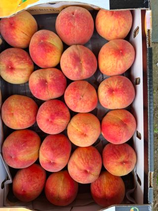 철남 김희곤님의 복숭아 · 영농일지 작성글 사진