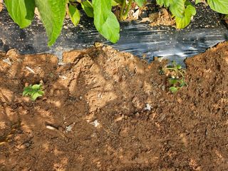 유명숙님의 들깨 · 영농일지 작성글 사진