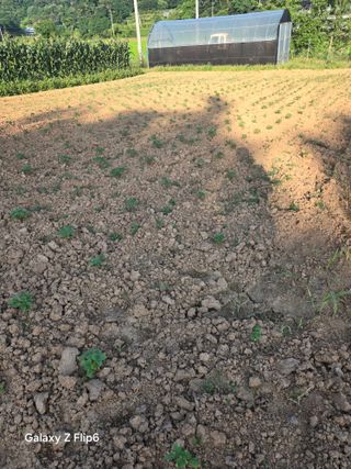 이해경님의 들깨 · 영농일지 작성글 사진