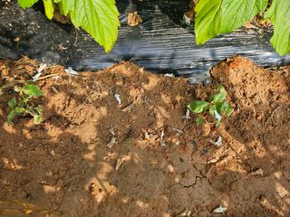 유명숙님의 들깨 · 영농일지 작성글 사진