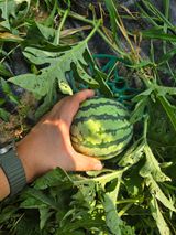 팜모닝 기타작물·영농일지 게시글 이미지