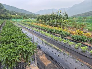밀양촌놈님의 고추 · 영농일지 작성글 사진