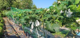 김성태님의 포도 · 영농일지 작성글 사진