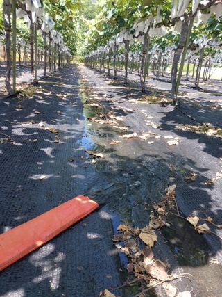 달빛이머무는곳님의 포도 · 영농일지 작성글 사진