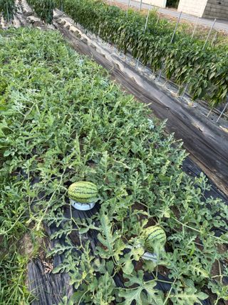 김지환님의 고추 · 영농일지 작성글 사진