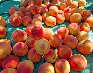 철남 김희곤님의 복숭아 · 영농일지 작성글 사진